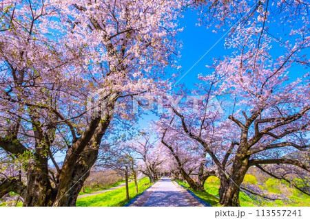 満開の背割堤の桜 満開の背割堤の桜 113557241
