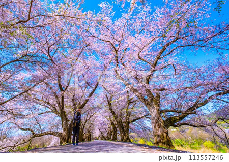 満開の背割堤の桜 113557246