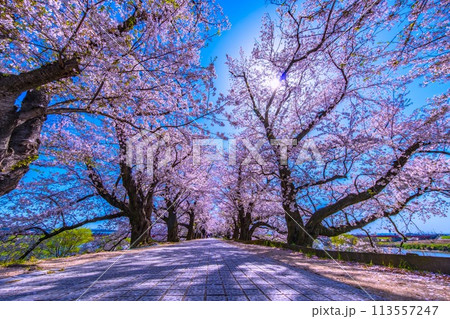 満開の背割堤の桜 113557247