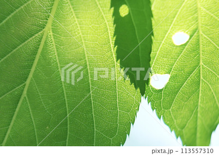 桜の虫食い若葉 113557310