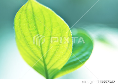 光を浴びて輝く若葉 113557382