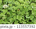 クローバーとナナホシテントウ 113557392