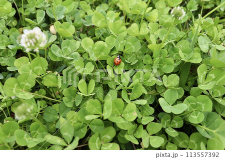 クローバーとナナホシテントウ 113557392