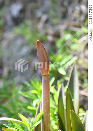 アマリリスの花蕾 113557393