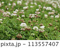 公園のシロツメクサとミツバチ 113557407