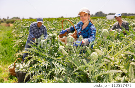 Plantation worker picking ripe artichokes on vegetable field 113557475