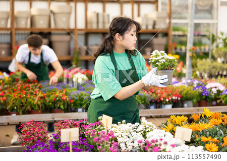 Focused young Asian female worker gardening in glasshouse, checking Iberis Sempervirens plant in pot Focused young Asian female worker gardening in glasshouse, checking Iberis Sempervirens plant in pot 113557490