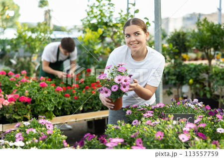 Young girl choosing blooming potted African daisy in greenhouse 113557759
