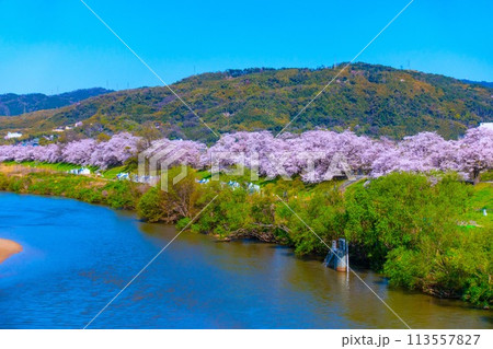 満開の背割堤の桜 113557827