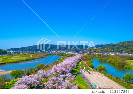 満開の背割堤の桜 113557845