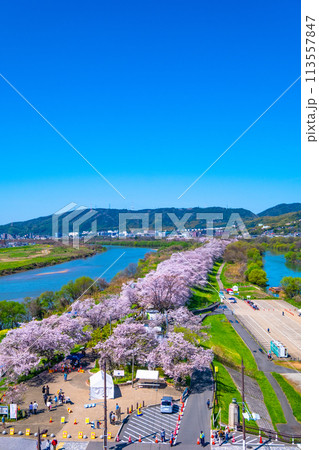 満開の背割堤の桜 113557847
