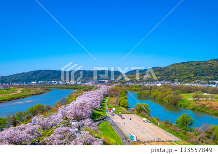 満開の背割堤の桜 113557849