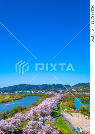 満開の背割堤の桜 満開の背割堤の桜 113557850