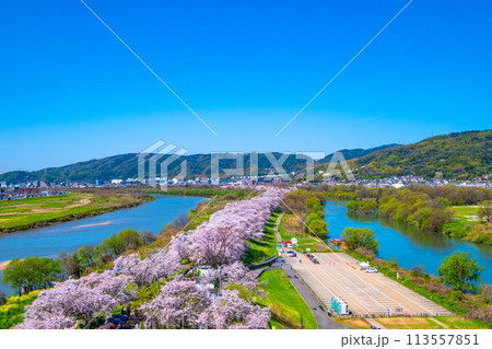 満開の背割堤の桜 満開の背割堤の桜 113557851