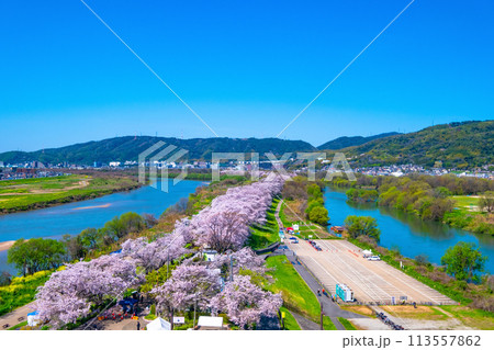 満開の背割堤の桜 113557862