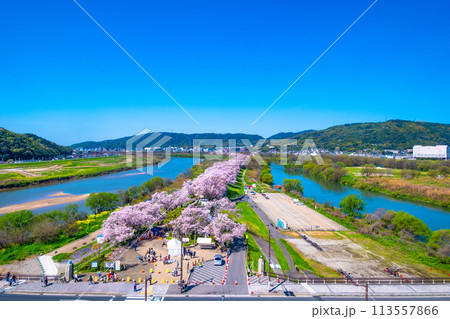 満開の背割堤の桜 113557866