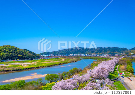 満開の背割堤の桜 113557891