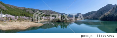 青空バックに見る満開の桜に囲まれた大野ダムのパノラマ情景 113557893