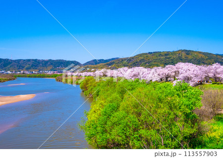 満開の背割堤の桜 113557903
