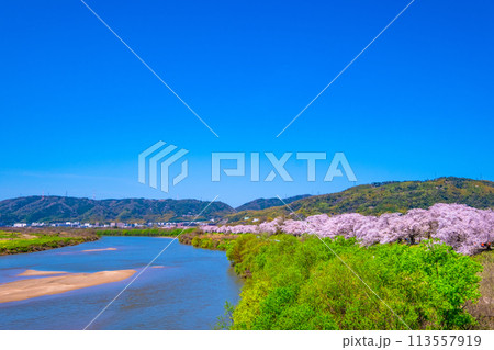 満開の背割堤の桜 113557919