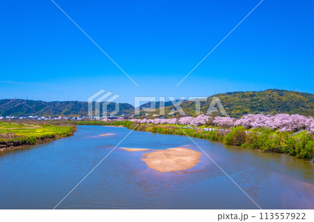 満開の背割堤の桜 113557922