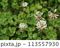公園のシロツメクサ 113557930