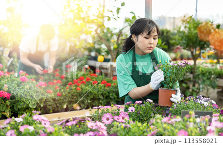 Female vendor in flower shop inspects price tags on pots with Cape daisy and re-evaluates goods Female vendor in flower shop inspects price tags on pots with Cape daisy and re-evaluates goods 113558021