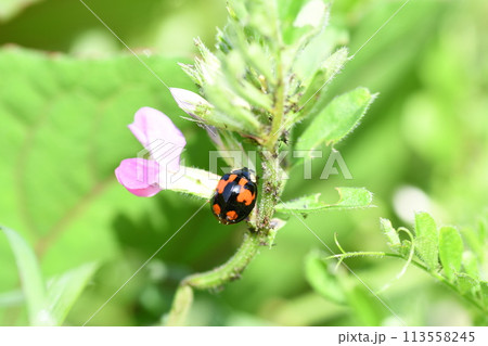 カメノコテントウムシ カメノコテントウムシ 113558245