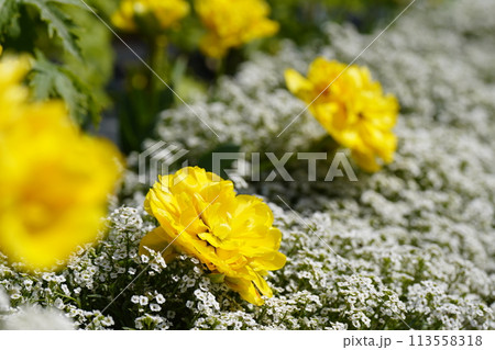 早春の花壇に咲くチューリップ 113558318