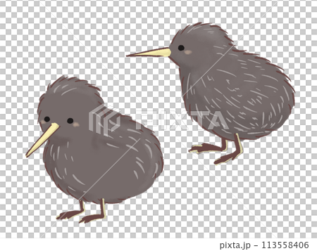 Simple kiwi illustration Simple kiwi illustration 113558406