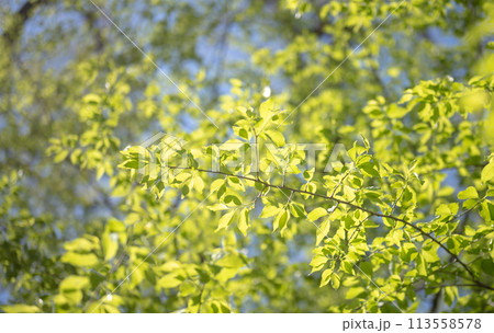 春の森　新緑の季節 113558578