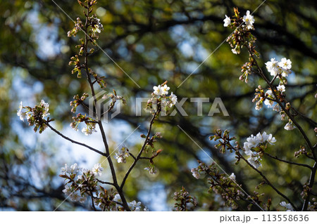 開花した桜 113558636