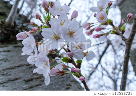 輝く花びら 113558725