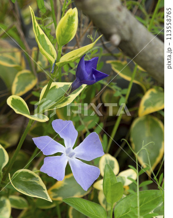 道端に咲くツルニチニチソウの花 道端に咲くツルニチニチソウの花 113558765