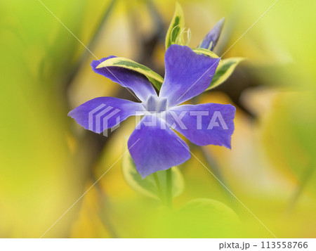 道端に咲くツルニチニチソウの花 113558766