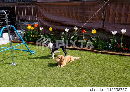 ドッグランで遊ぶ愛犬達 カニンヘンダックス ボストンテリア ドッグランで遊ぶ愛犬達 カニンヘンダックス ボストンテリア 113558787