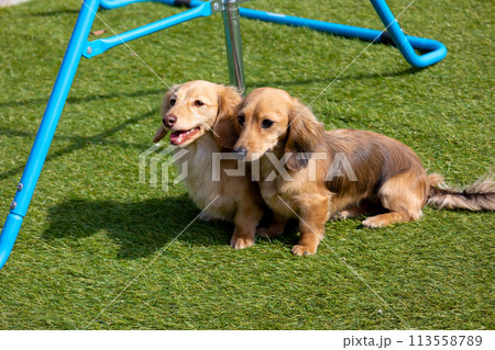 ドッグランで遊ぶ愛犬達　カニンヘンダックス　ボストンテリア 113558789