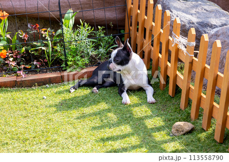 ドッグランで遊ぶ愛犬達 カニンヘンダックス ボストンテリア ドッグランで遊ぶ愛犬達 カニンヘンダックス ボストンテリア 113558790