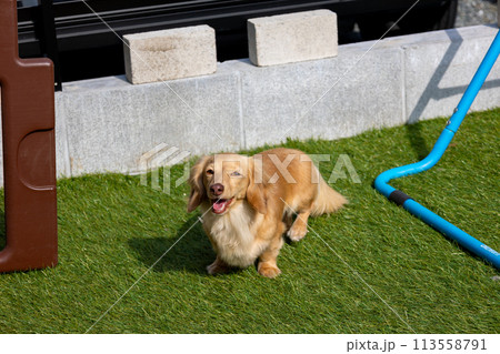 ドッグランで遊ぶ愛犬達　カニンヘンダックス　ボストンテリア 113558791