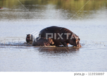 カバの親子 カバの親子 113558897