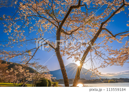 田貫湖からの日の出の富士山と桜 田貫湖からの日の出の富士山と桜 113559184