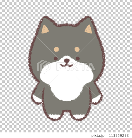 Black Shiba Inu standing pose 113559258