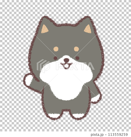 黒柴犬が案内をするポーズ 黒柴犬が案内をするポーズ 113559259