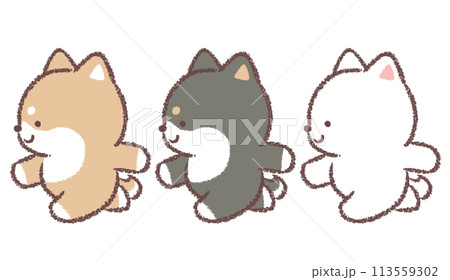 走る柴犬と黒柴犬と白柴犬 走る柴犬と黒柴犬と白柴犬 113559302