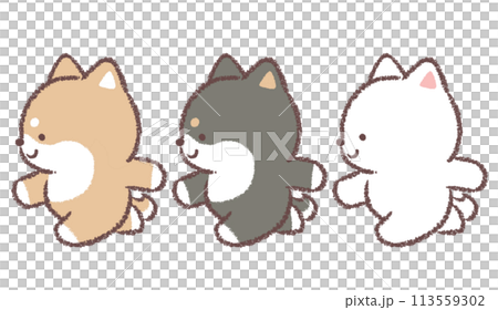 走る柴犬と黒柴犬と白柴犬 走る柴犬と黒柴犬と白柴犬 113559302