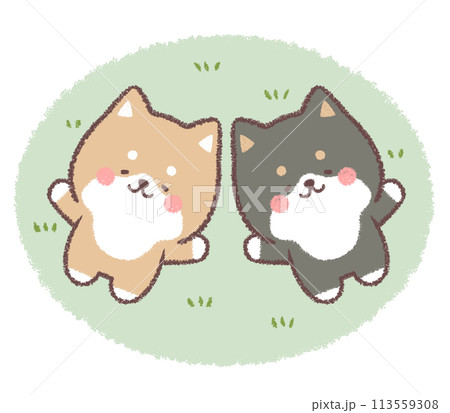 お昼寝をする柴犬と黒柴犬 113559308