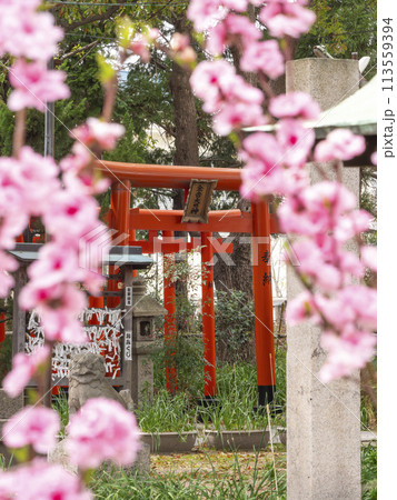 神社の鳥居と桜の風景 113559394