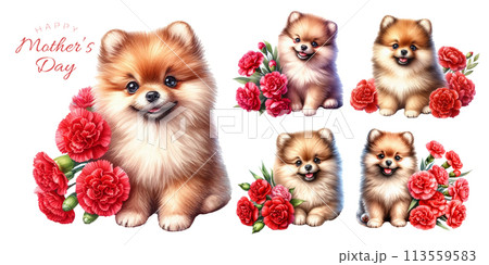ポメラニアンの子犬と赤いカーネーションの水彩イラストの素材セット 113559583