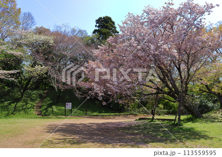 佐倉城 本丸から一の門跡への風景（桜と土塁） 113559595