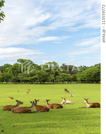 夏の奈良公園春日野園地と休む鹿の群れ 113559772